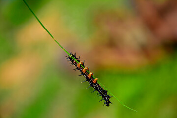 larwa motyla rusałki na liściu, Rusałka pawik (Aglais io), czarna larwa rusałki na liściu, caterpillar of the Peacock butterfly , Inachis io, Peacock eye crawling on a green blade of grass © kateej