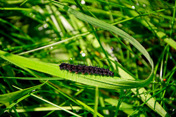 larwa motyla rusałki na liściu, Rusałka pawik (Aglais io), czarna larwa rusałki na liściu, caterpillar of the Peacock butterfly , Inachis io, Peacock eye crawling on a green blade of grass © kateej