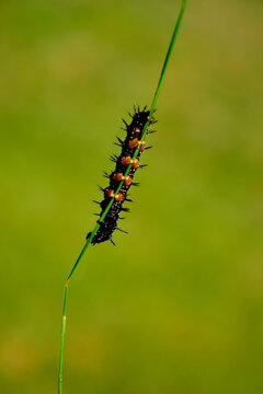 larwa motyla rusałki na liściu, Rusałka pawik (Aglais io), czarna larwa rusałki na liściu, caterpillar of the Peacock butterfly , Inachis io, Peacock eye crawling on a green blade of grass
