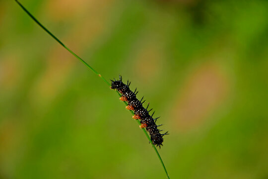 larwa motyla rusałki na liściu, Rusałka pawik (Aglais io), czarna larwa rusałki na liściu, caterpillar of the Peacock butterfly , Inachis io, Peacock eye crawling on a green blade of grass
