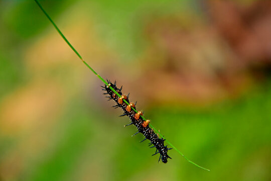 larwa motyla rusałki na liściu, Rusałka pawik (Aglais io), czarna larwa rusałki na liściu, caterpillar of the Peacock butterfly , Inachis io, Peacock eye crawling on a green blade of grass
