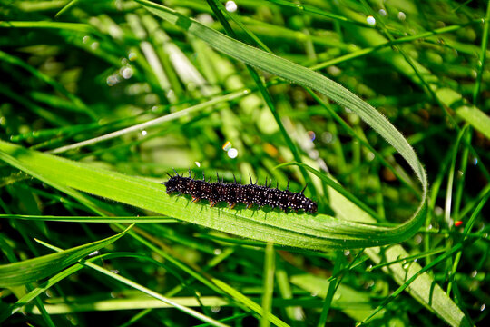 larwa motyla rusałki na liściu, Rusałka pawik (Aglais io), czarna larwa rusałki na liściu, caterpillar of the Peacock butterfly , Inachis io, Peacock eye crawling on a green blade of grass
