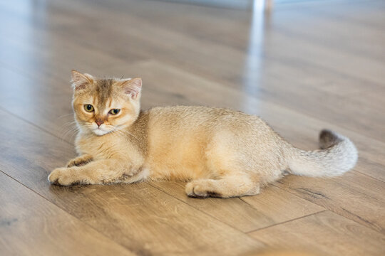 Relaxed British Shorthair kitten enjoying quiet moment on floor in cozy contemporary home interior