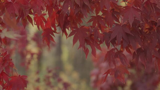 Autumn fall by nature. Fall nature colors. Golden fall movement. Autumn seasonal design. Fall leaves texture. Maple leaves in autumn forest.