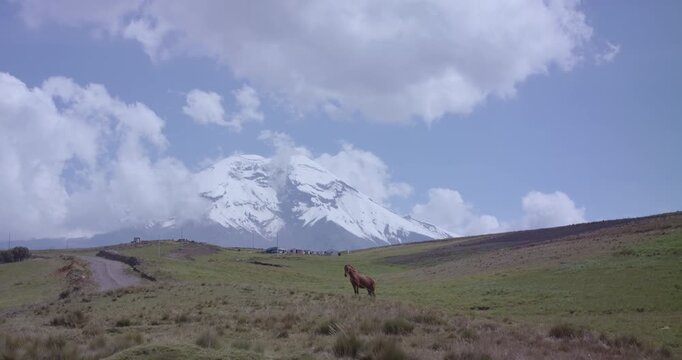 Landscape horse chimborazo, Ecuador, andes, andean mountains snow peak