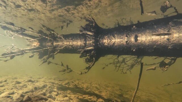 Underwater footage captures a stunning mirror effect created by a fallen tree, with small river minnows swimming through sunlit water.