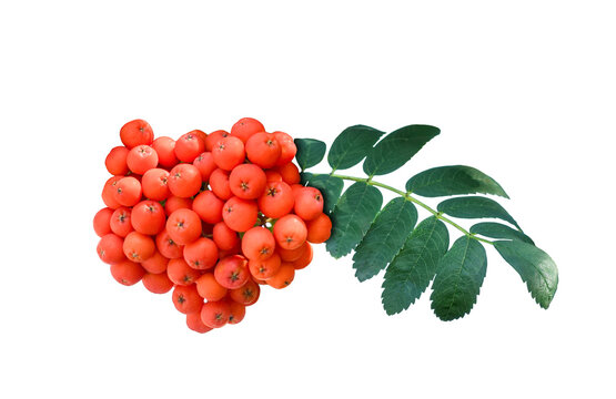 Bright orange red rowan berry, mountain ash, cluster attached to pinnate green leaf stem isolated on transparent background