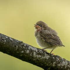 Baby bird fledgling perched on tree branch with open beak asking for food © AntiSTEP