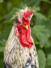 Portrait of crested rooster with bright red comb and wattle on green background © AntiSTEP