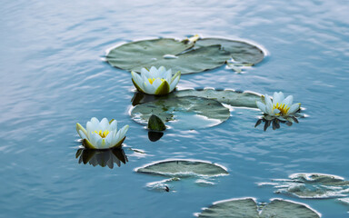 Fototapeta premium Blooming white water lilies and green pads floating on blue lake water