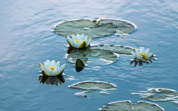 Blooming white water lilies and green pads floating on blue lake water