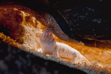 Fototapeta premium Naked Mole Rat Showing Large Teeth Underground