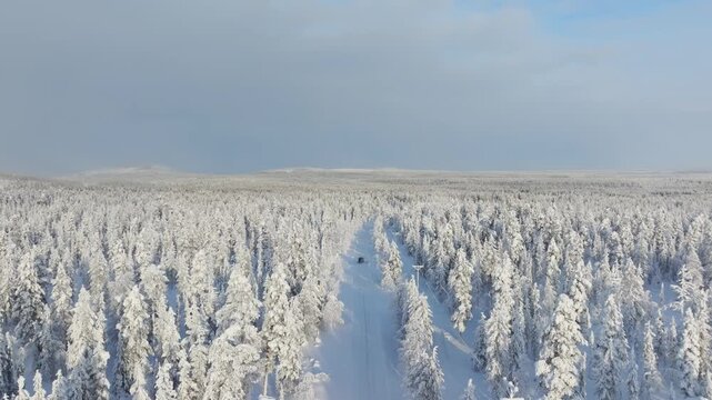 Aerial drone view of a road passing through a snowy pine forest on a bright winter day. Scenic winter road trip journey through cold fir trees.
