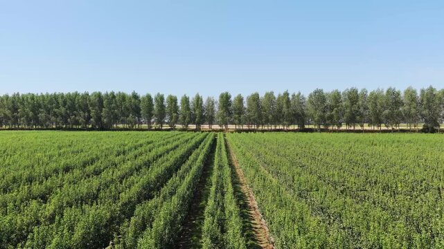 Aerial view of rows of trees in a fruit orchard. Agricultural landscape with organized plantation rows.