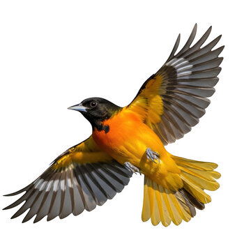 Bright orange baltimore oriole bird flying high isolated on transparent background