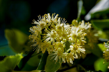 El tilo de hoja grande (*Tilia platyphyllos*) es un árbol caducifolio nativo de Europa y el oeste de Asia © Primi