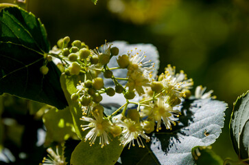 El tilo de hoja grande (*Tilia platyphyllos*) es un árbol caducifolio nativo de Europa y el oeste de Asia © Primi
