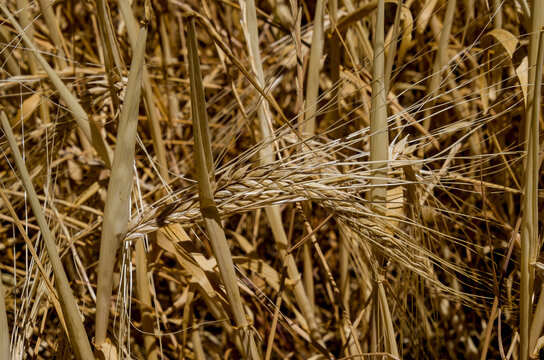 La cebada (*Hordeum vulgare*), miembro de la familia de las gram&iacute;neas, es un cereal importante que se cultiva en climas templados de todo el mundo