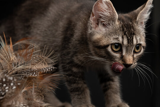 Cat exploring a room with feathers in the background during evening hours. A small gray cat is focused on something nearby while licking its lips.