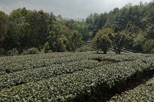 Alpine tea plantation located at 2300 - 2500 m altitude above sea level nearby the city of Tengchong, Yunnan province, China