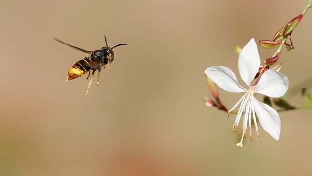 un frelon asiatique ( vespa velutina ) en vol