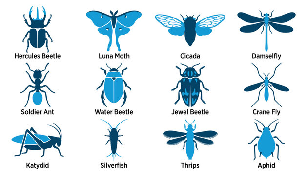 Educational graphic illustration set of various insect species with scientific names in blue