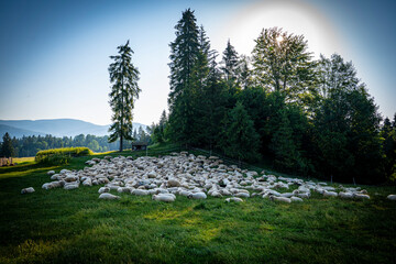 Pieniny, polskie góry, Małopolska, Sądeckie © Maciej G. Szling