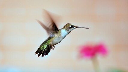 Beautiful Hummingbirds are doing what hummingbirds do. © Microdac