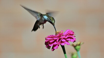 Beautiful Hummingbirds are doing what hummingbirds do. © Microdac