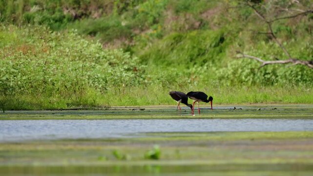 Two black storks fishing in the pond water.