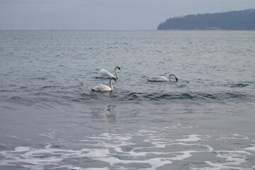 swans birds and seagulls in Black sea at Varna - BG © Miralem
