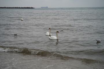 swans birds and seagulls in Black sea at Varna - BG © Miralem