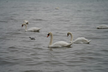 swans birds and seagulls in Black sea at Varna - BG © Miralem