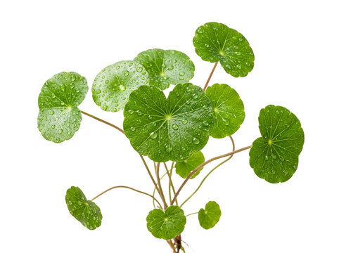 Fresh Centella Asiatica leaves with water droplets isolated Cutout PNG