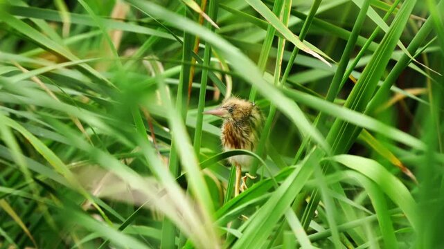 Juvenile Yellow Bittern Camouflaged in Green Reeds 4K