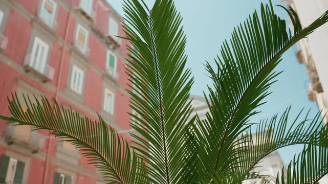Palm plant outdoor in a restaurant of Napoli city