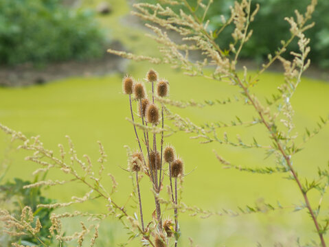 Medium Close Up Shot of Wild Teasel Plant Heads with Vibrant Green Duckweed Water Alsomocsolad Hungary