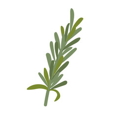 Fototapeta premium Fresh Green Rosemary Sprig Illustration