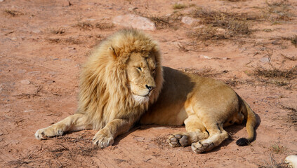 Aquila Nature Reserve lion circa 2024 © Gerald