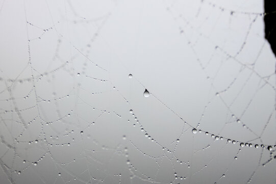 Dewdrops on spider web threads against a bright background. Focus on macro photography, natural geometry, and minimalism.