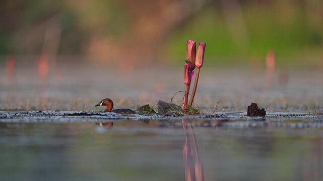 Little Grebe Building a Nest Among Aquatic Plants in Natural Wetland