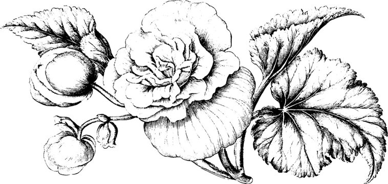 Antique botanical engraving of begonia flower and leaves isolated on white background for botanical poster and background design