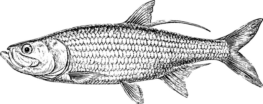 Antique engraving of bonefish fish illustration isolated on white background for vintage natural history poster and marine biology design