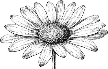 Obraz premium Antique engraved daisy illustration isolated on white background for vintage botanical print and design