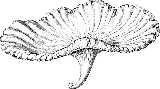 Antique shell engraving isolated on white background for decorative design and natural history illustration with ruffled edges and textured underside