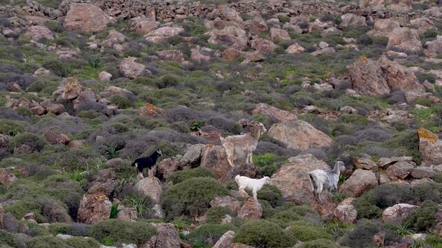 Family of Wild Goats in Mykonos, Greece Jump Along Hill with Rocks. Group of Wildlife Animal Nature Documentary Wide View at Sunset.