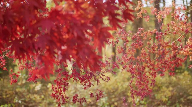 Motion on falling leaves. Wind blowing through forest. Leaves swirling in autumn wind. Blurred foliage in windy woods. Forest leaves moving in breeze. Autumn leaves floating down.