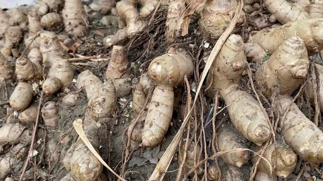 Fresh white turmeric rhizomes with soil and roots close-up