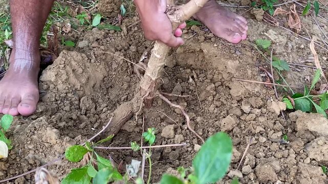 Farmer Harvesting Fresh Cassava Tubers Out of Soil
