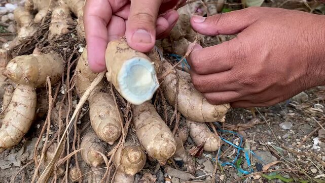 Farmer holding freshly harvested sliced white turmeric roots showing natural flesh